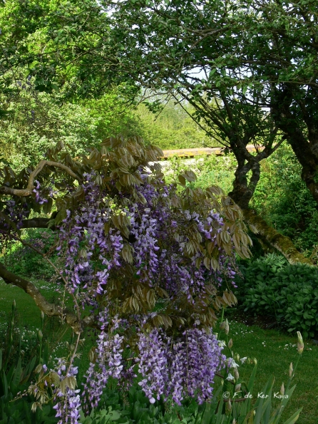 Bois des Moutiers (164) Mai 2012